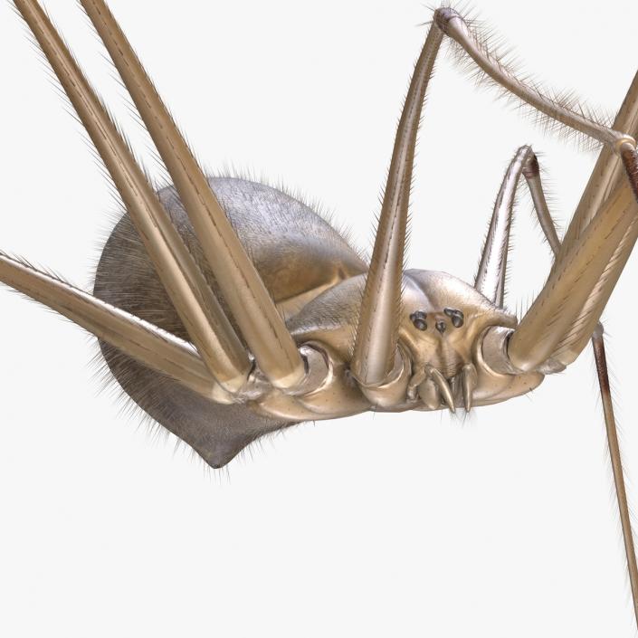 3D model Daddy Long-legs Spider Fur Rigged 2