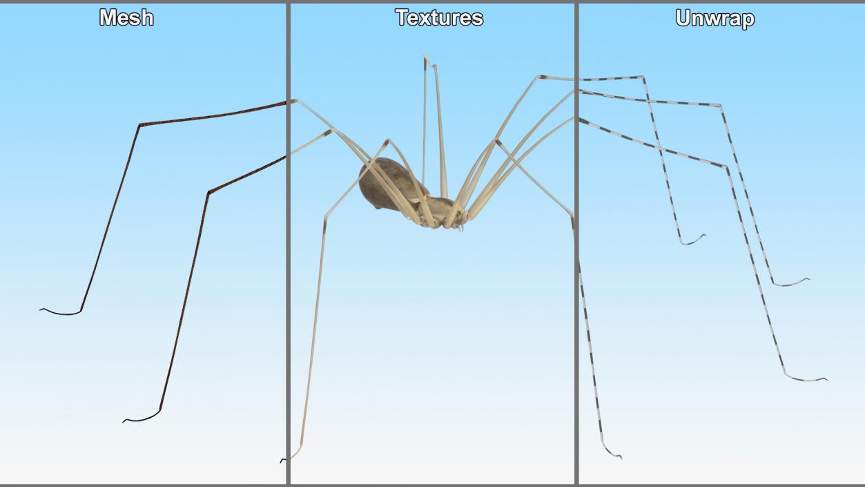 3D model Daddy Long-legs Spider Fur Rigged 2