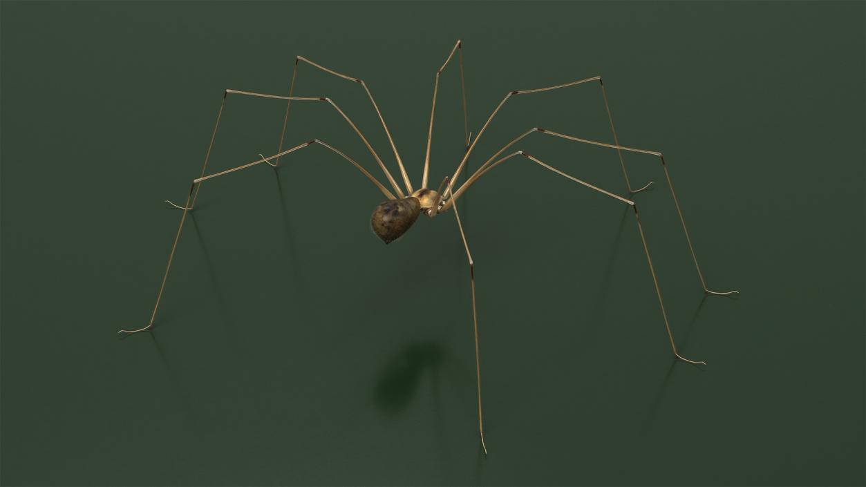 3D model Daddy Long-legs Spider Fur Rigged 2