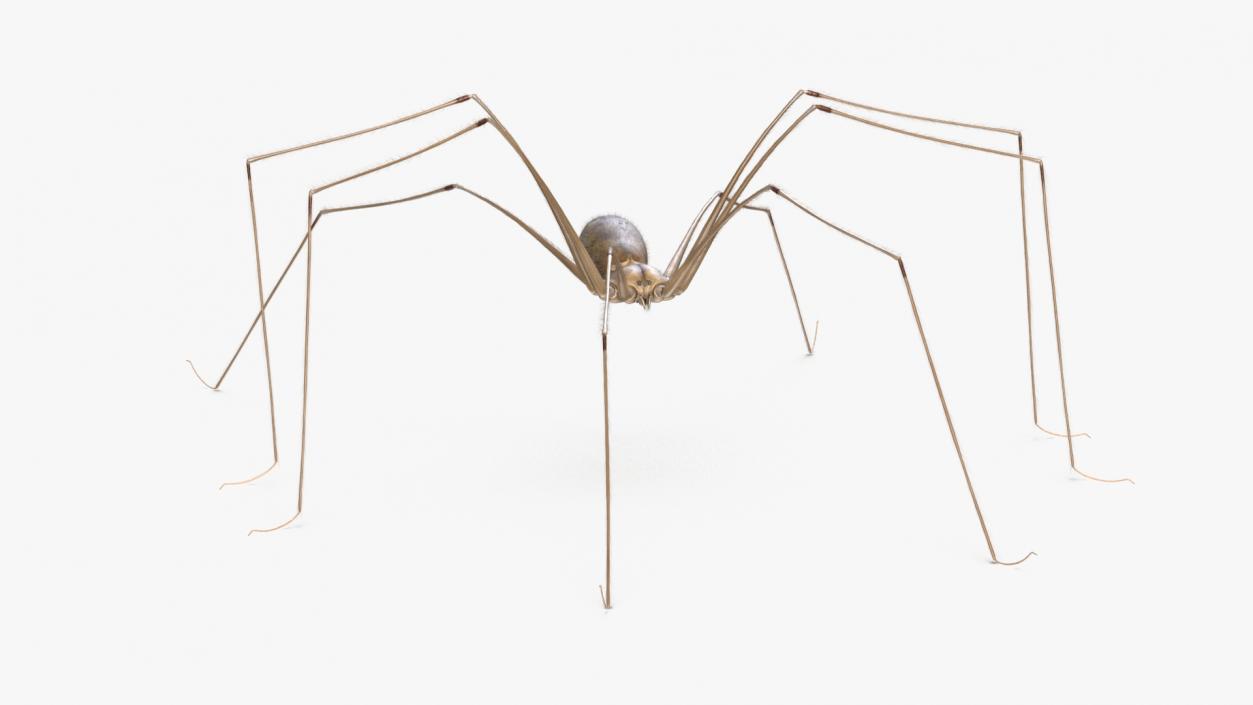 3D model Daddy Long-legs Spider Fur Rigged 2