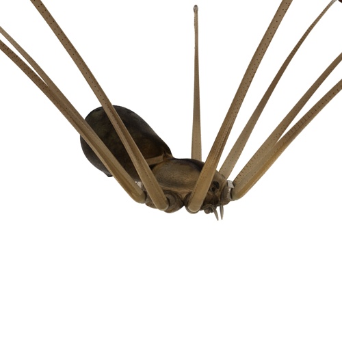 3D model Daddy Long-legs Spider Fur Rigged 2