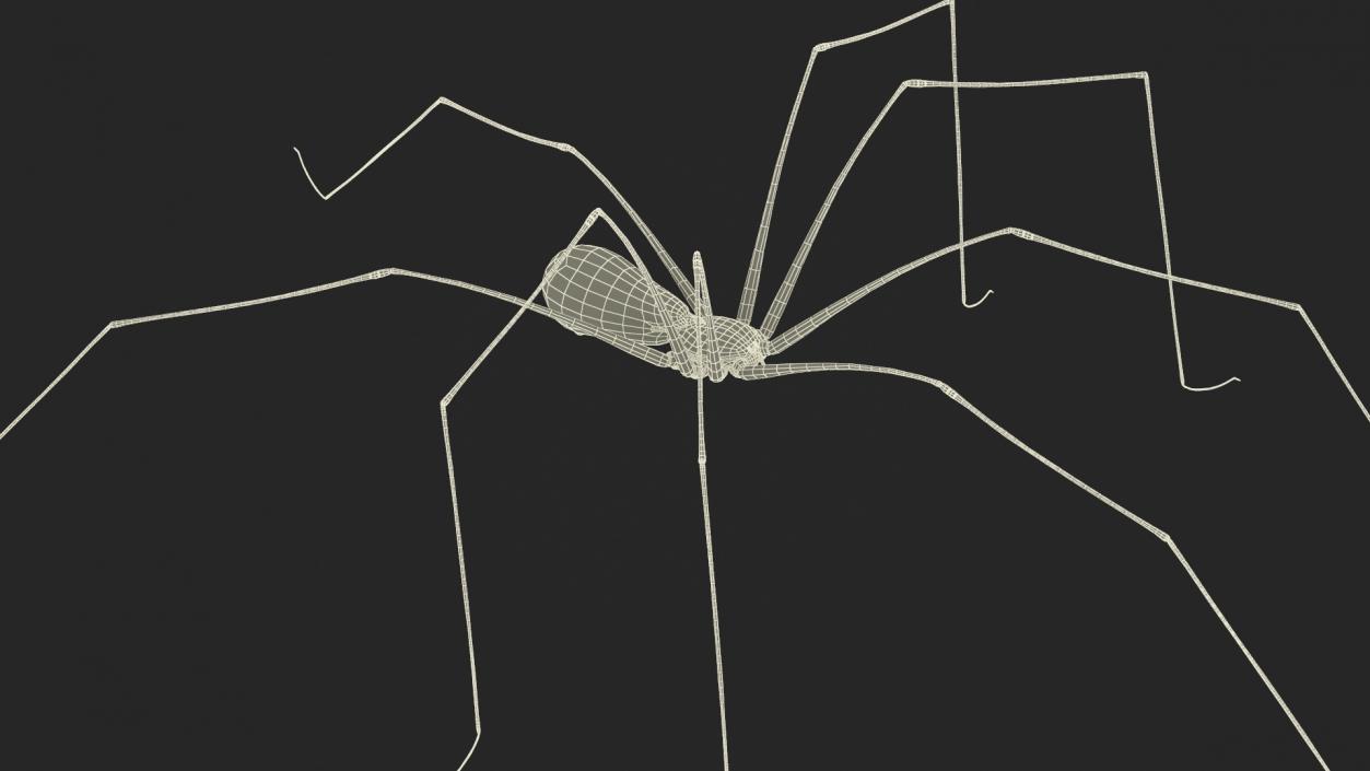 3D model Daddy Long-legs Spider Fur Rigged 2