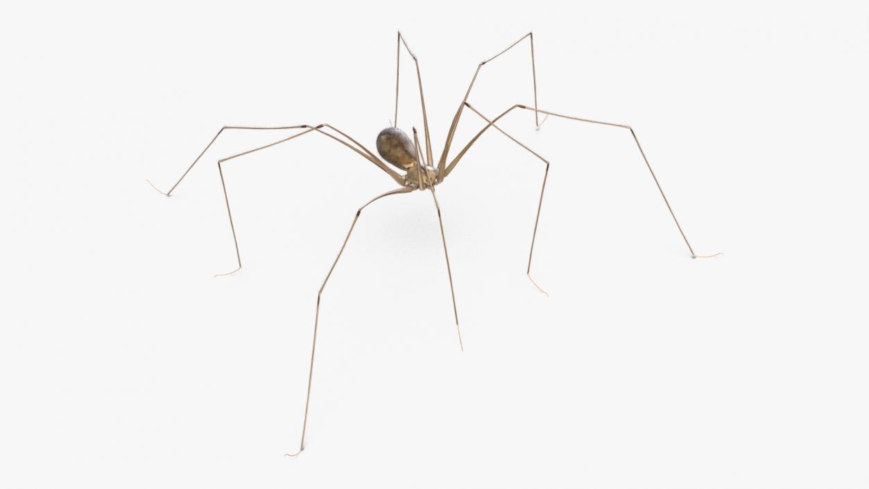 3D model Daddy Long-legs Spider Fur Rigged 2