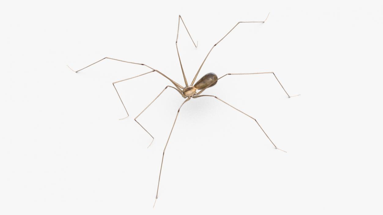 3D model Daddy Long-legs Spider Fur Rigged 2