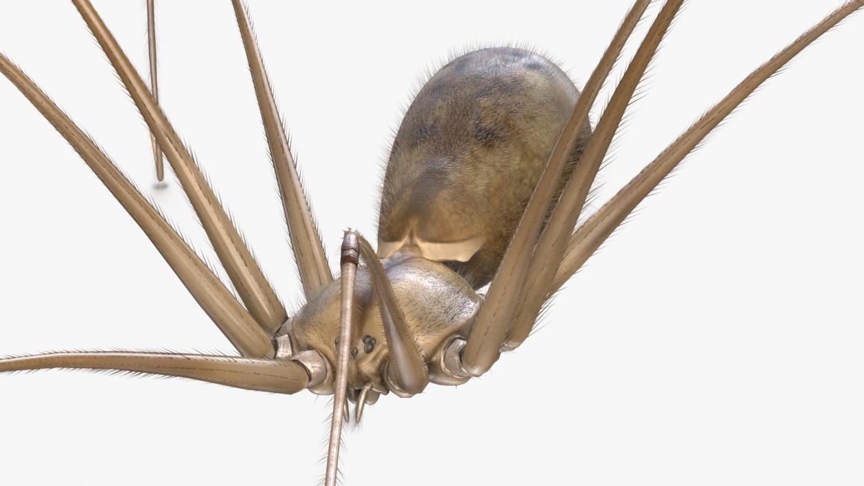 3D model Daddy Long-legs Spider Fur Rigged 2