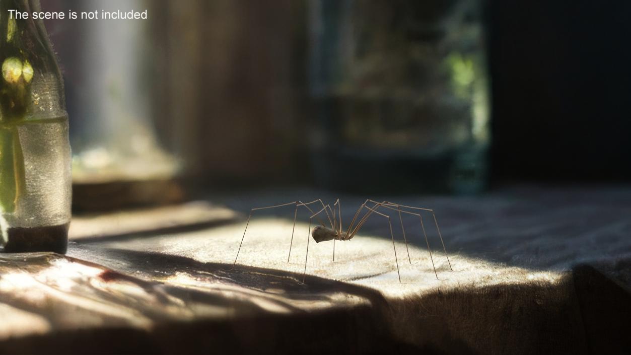 3D model Daddy Long-legs Spider Fur Rigged 2