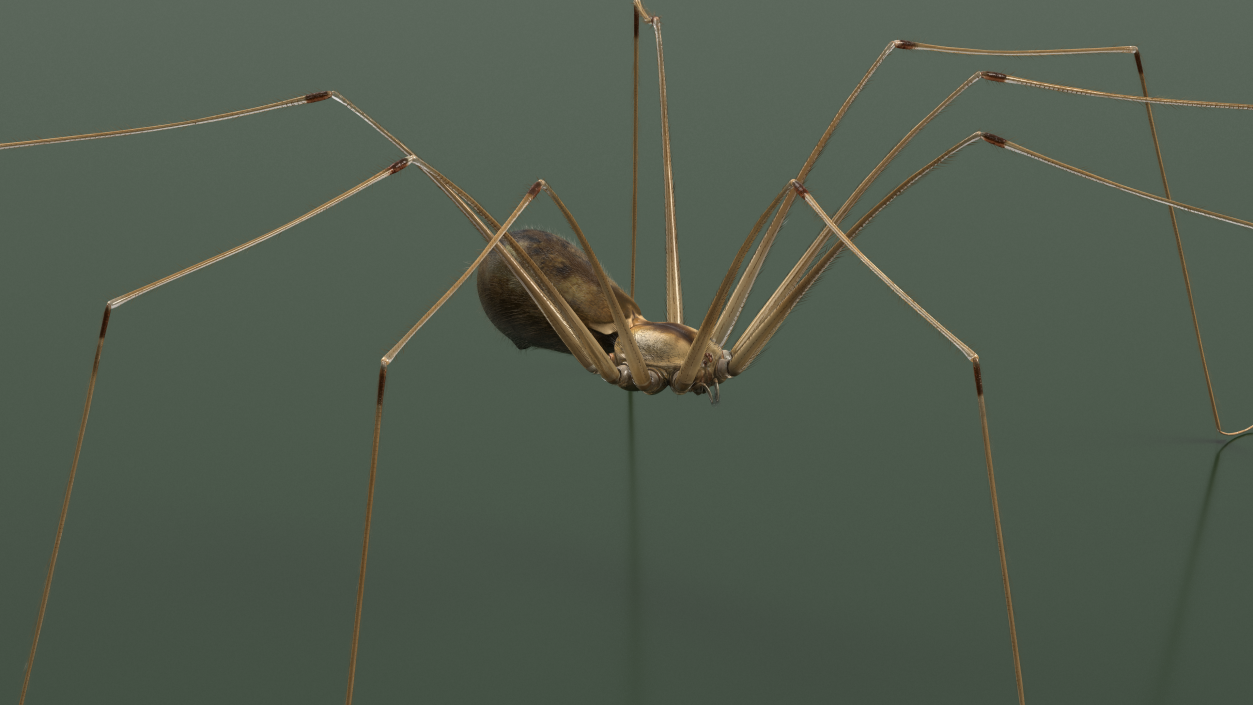 3D model Daddy Long-legs Spider Fur Rigged 2