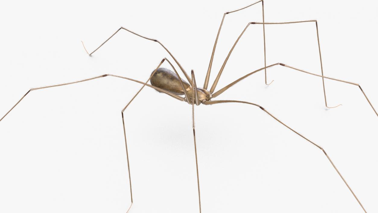 3D model Daddy Long-legs Spider Fur Rigged 2