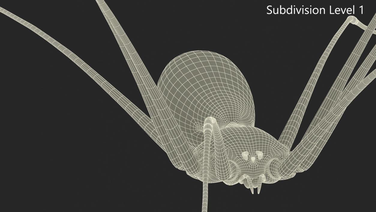 3D model Daddy Long-legs Spider Fur Rigged 2