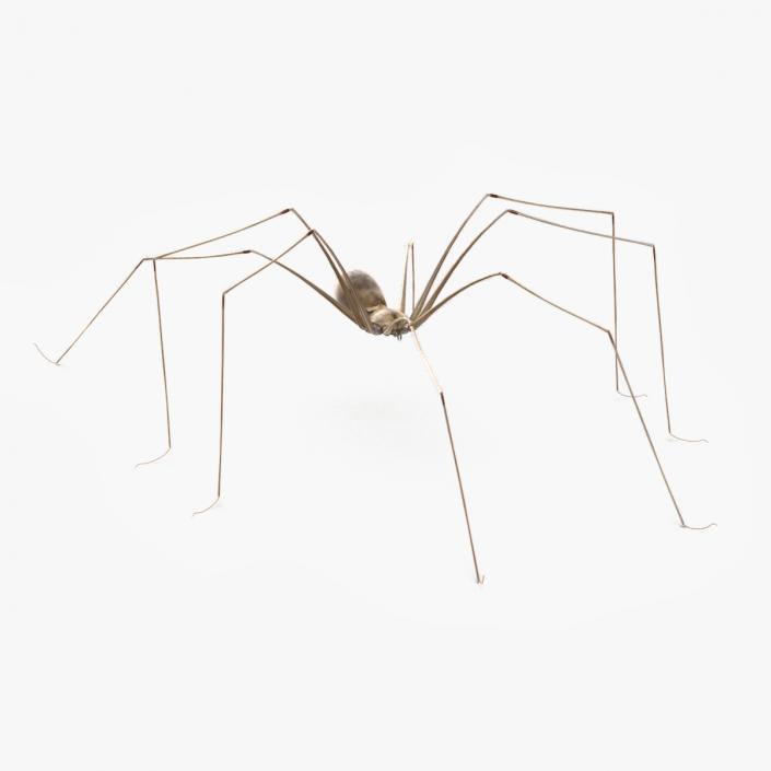 3D model Daddy Long-legs Spider Fur Rigged 2