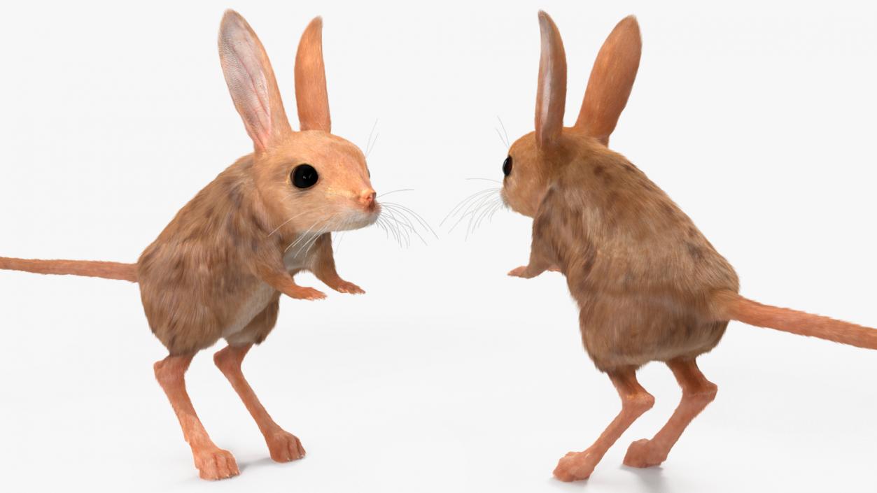 3D Long Eared Jerboa Fur