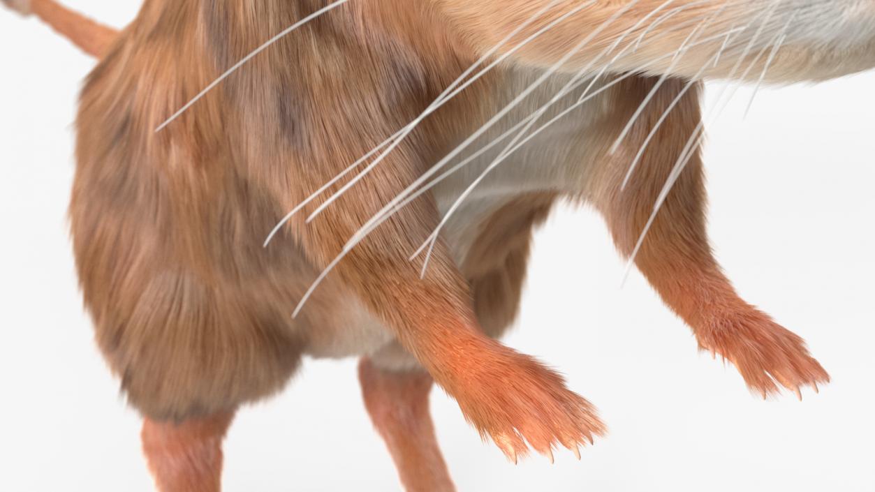 3D Long Eared Jerboa Fur