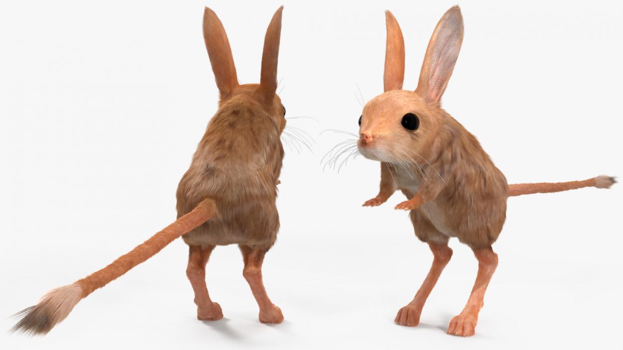 3D Long Eared Jerboa Fur