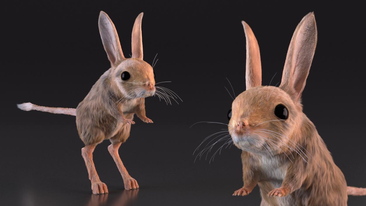 3D Long Eared Jerboa Fur