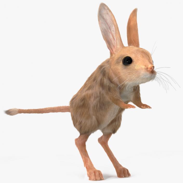 3D Long Eared Jerboa Fur