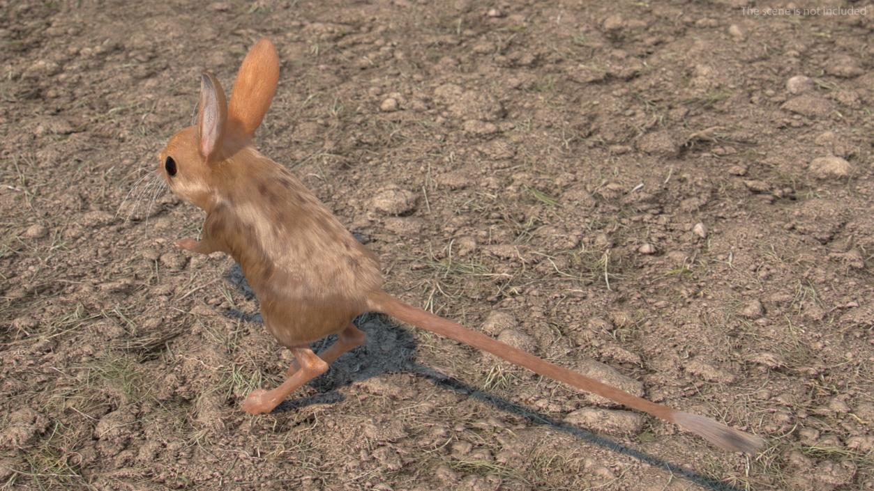 3D Long Eared Jerboa Fur