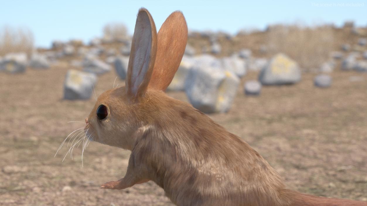 3D Long Eared Jerboa Fur