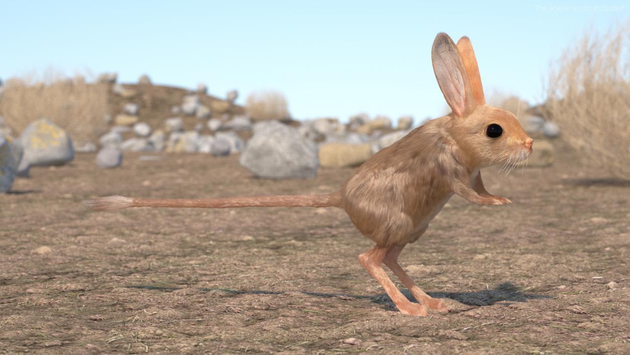 3D Long Eared Jerboa Fur