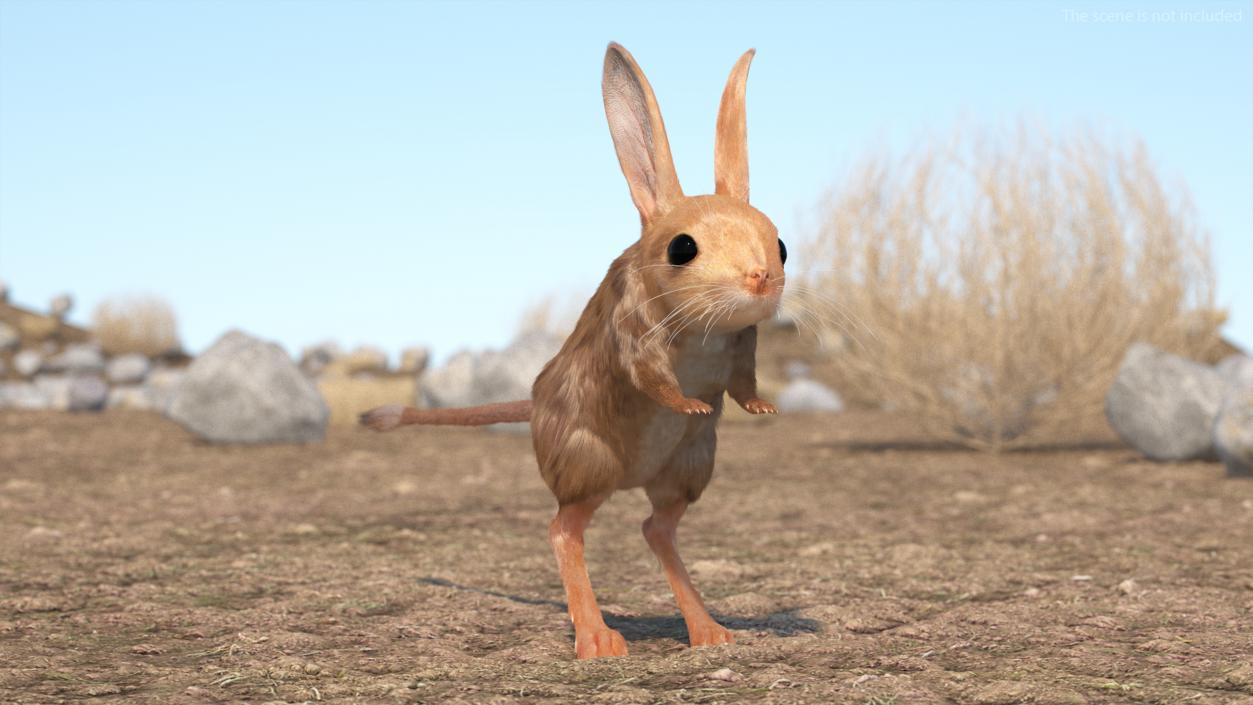 3D Long Eared Jerboa Fur