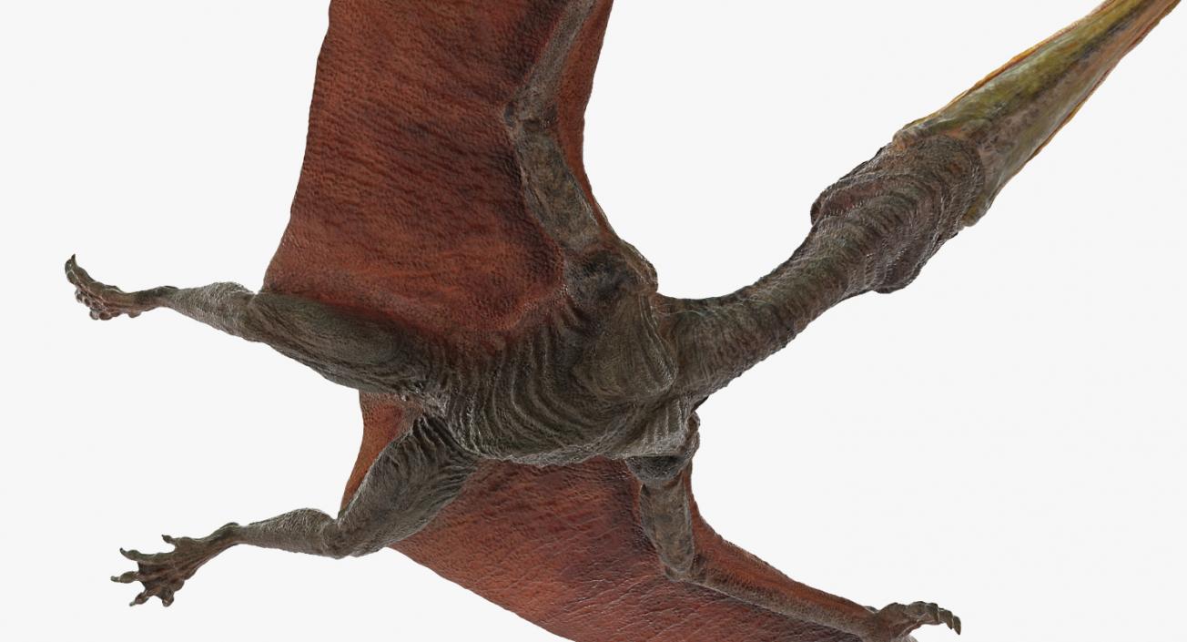 Pteranodon Flying Pose 3D