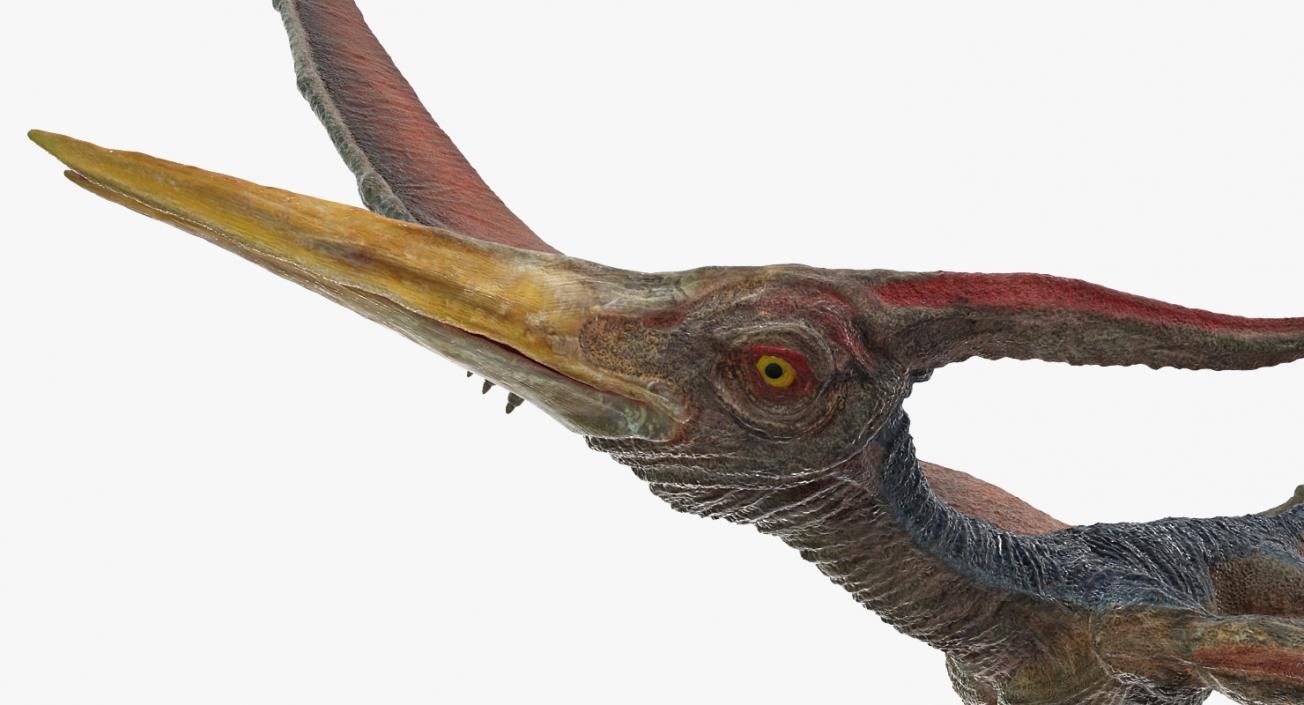 Pteranodon Flying Pose 3D