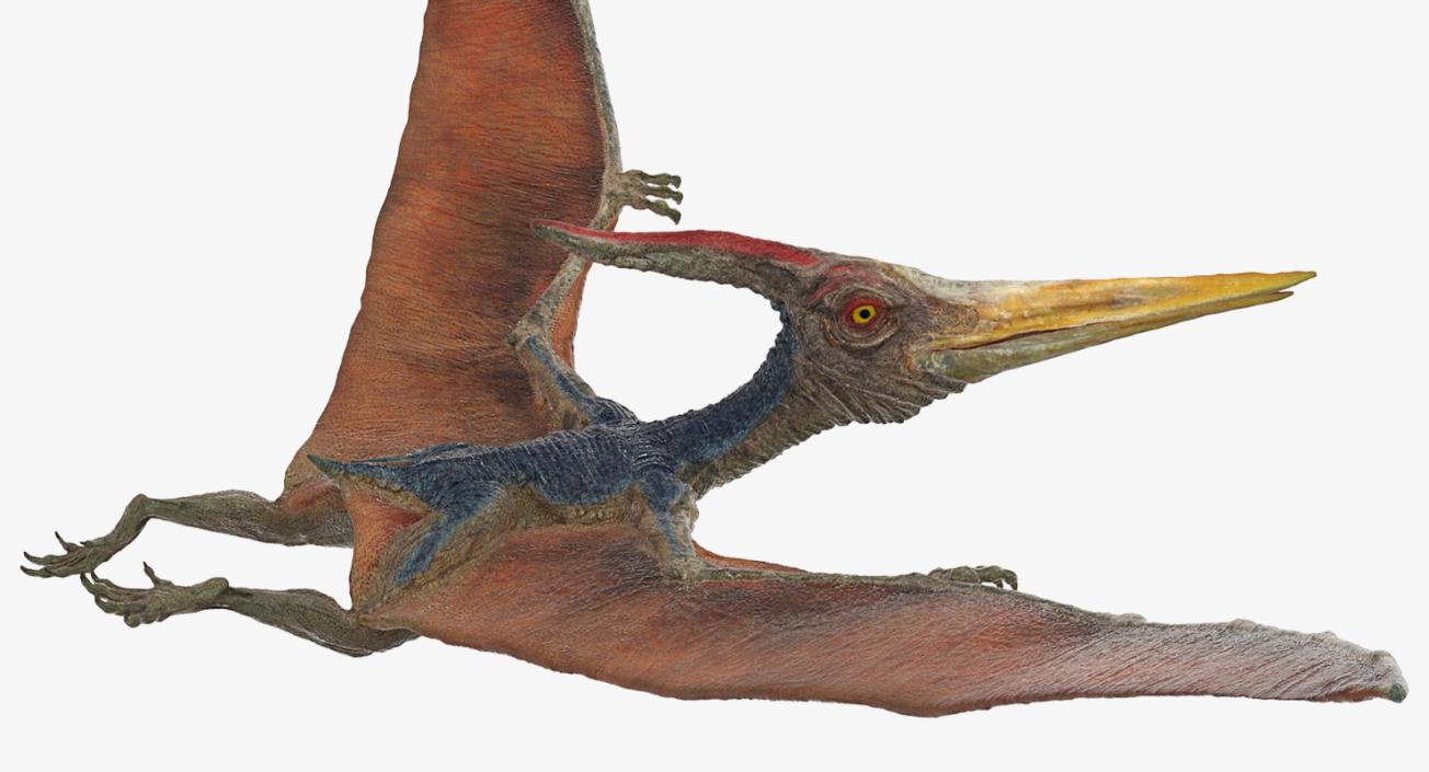 Pteranodon Flying Pose 3D