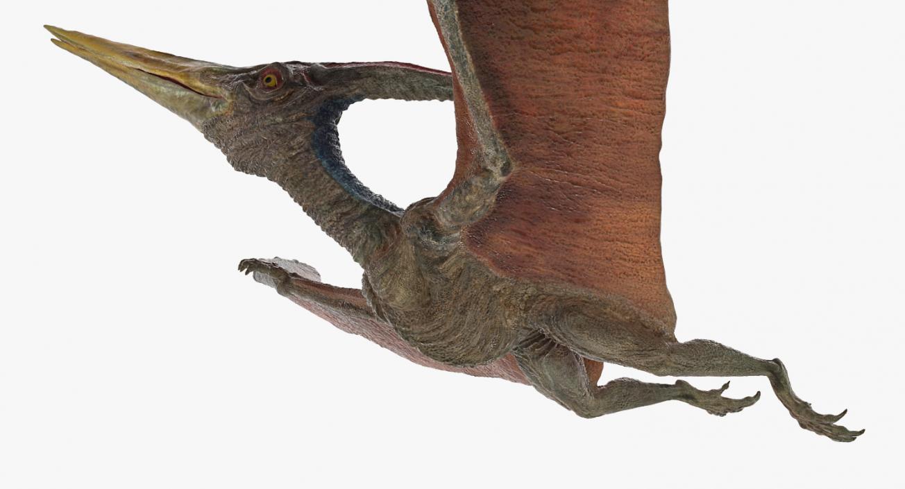 Pteranodon Flying Pose 3D