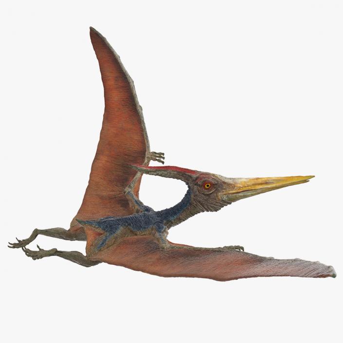 Pteranodon Flying Pose 3D