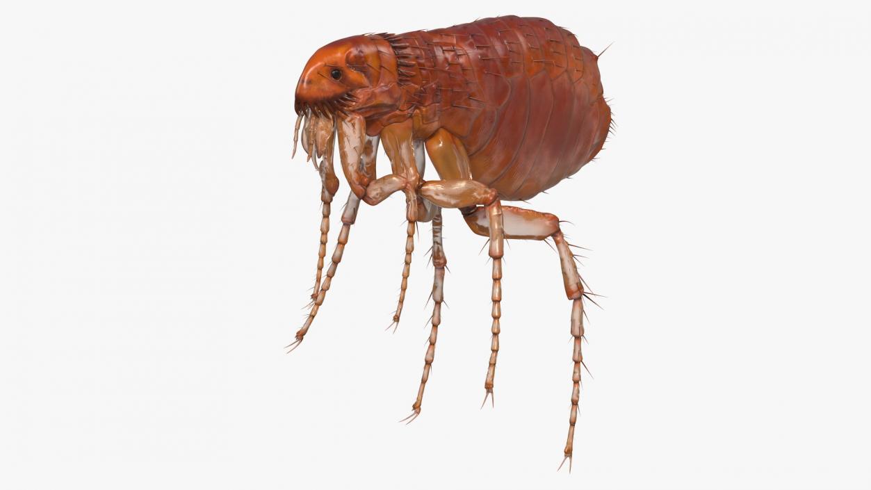 3D Flea Insect Rigged model