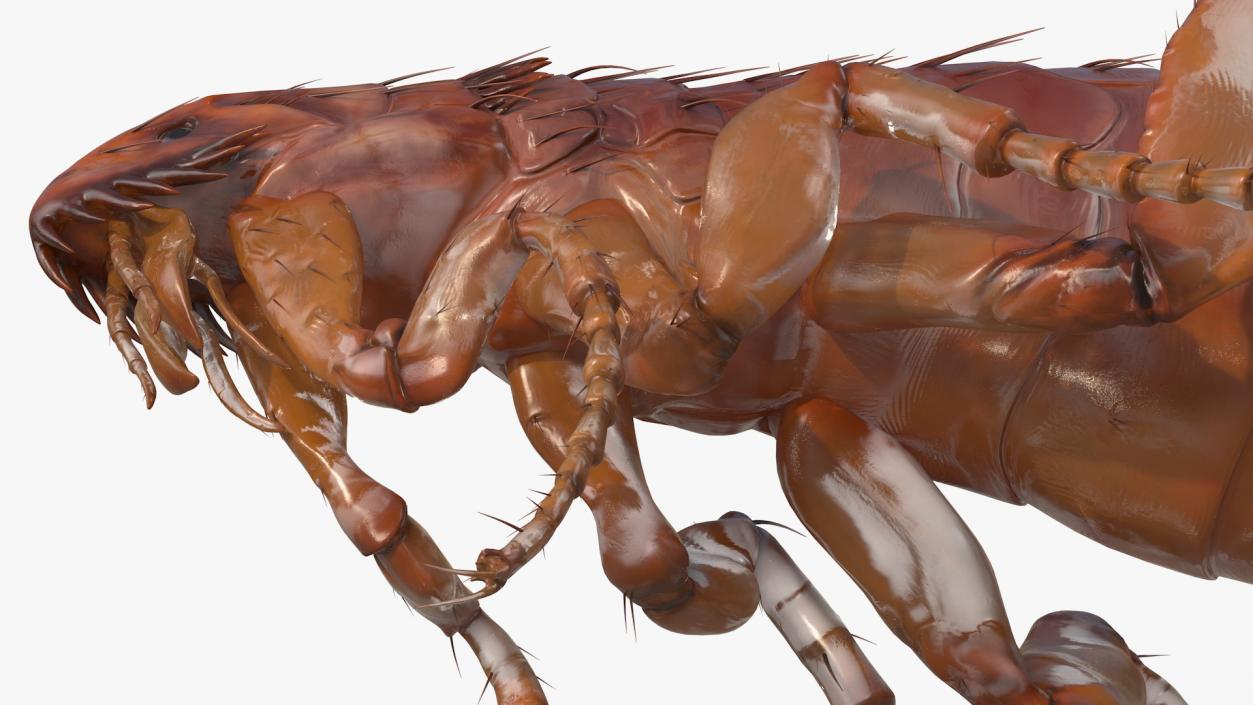 3D Flea Insect Rigged model