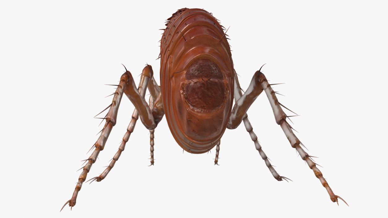 3D Flea Insect Rigged model