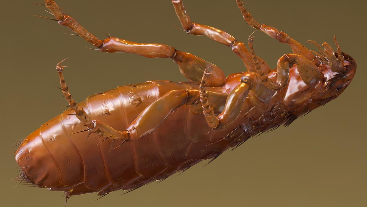 3D Flea Insect Rigged model