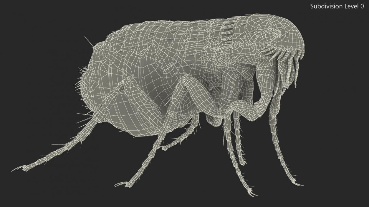 3D Flea Insect Rigged model