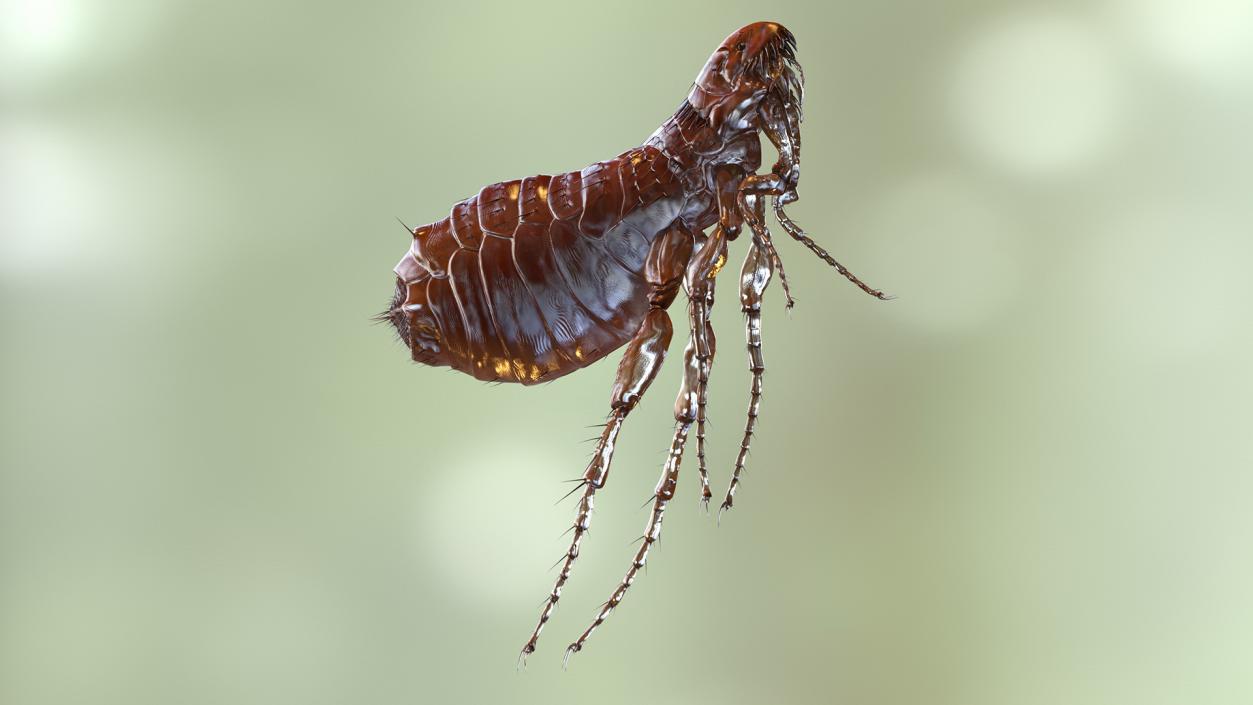 3D Flea Insect Rigged model