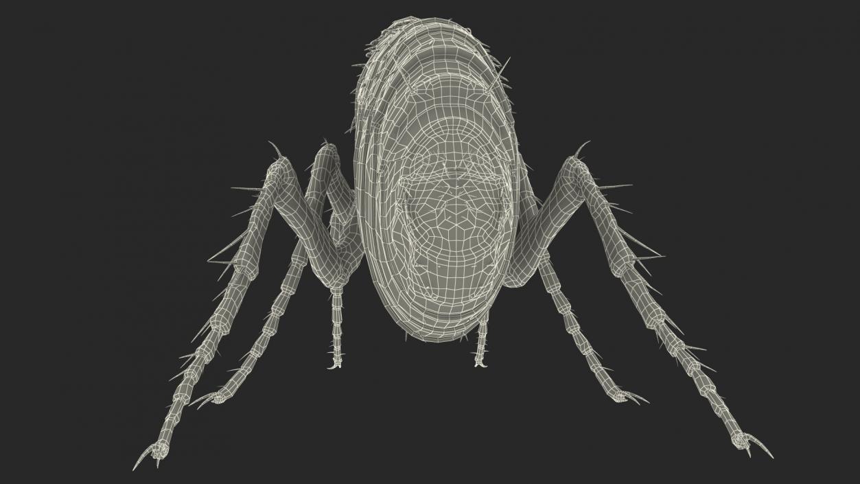 3D Flea Insect Rigged model