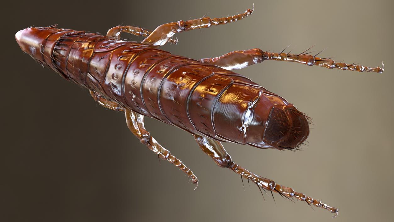 3D Flea Insect Rigged model