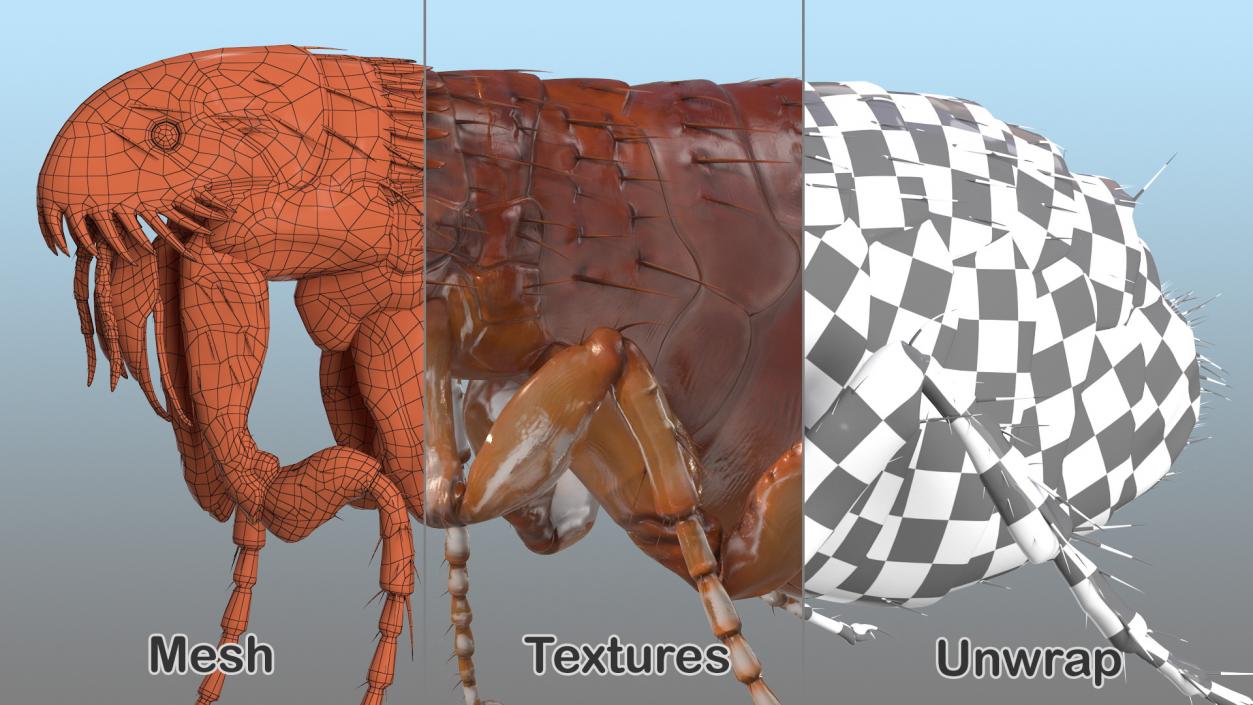 3D Flea Insect Rigged model