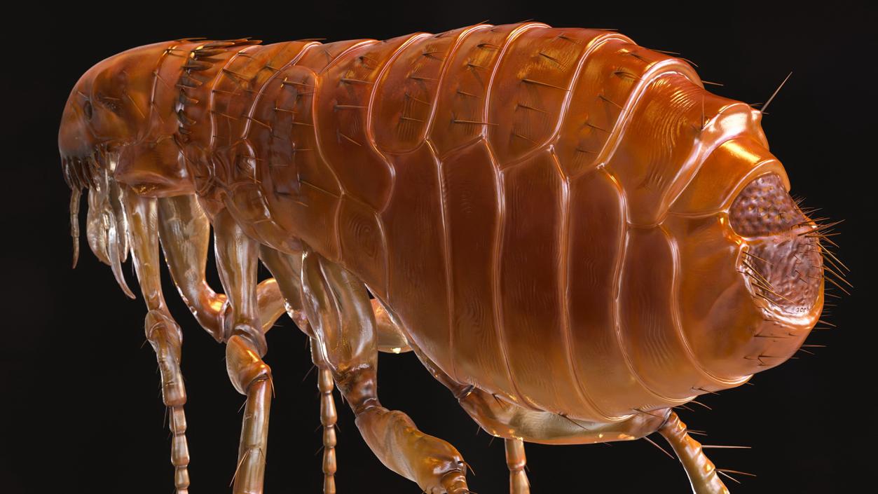 3D Flea Insect Rigged model