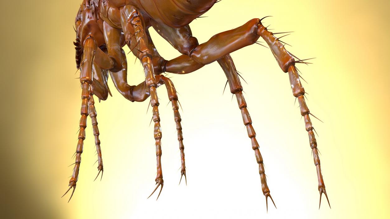 3D Flea Insect Rigged model