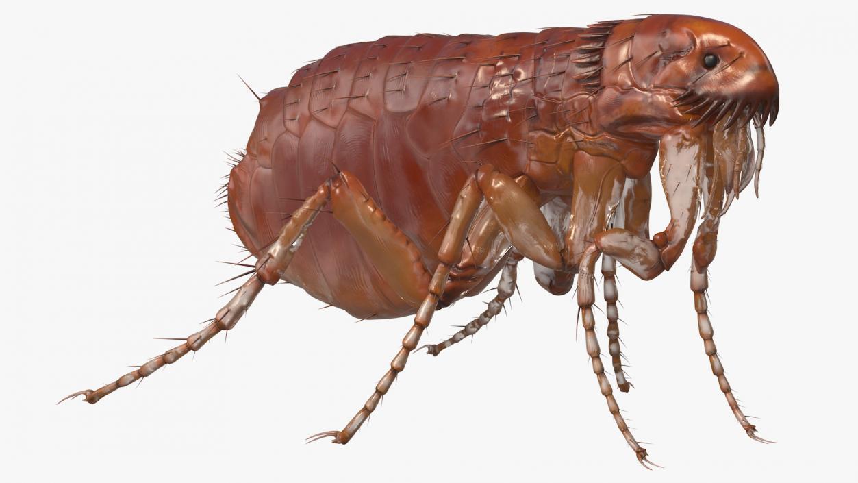 3D Flea Insect Rigged model