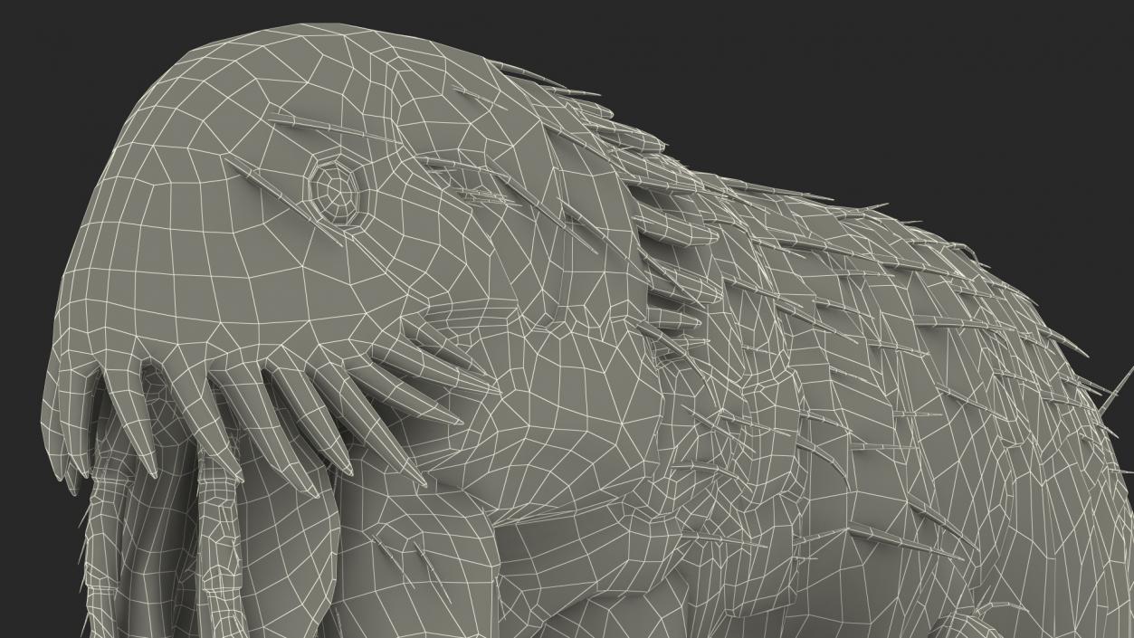 3D Flea Insect Rigged model