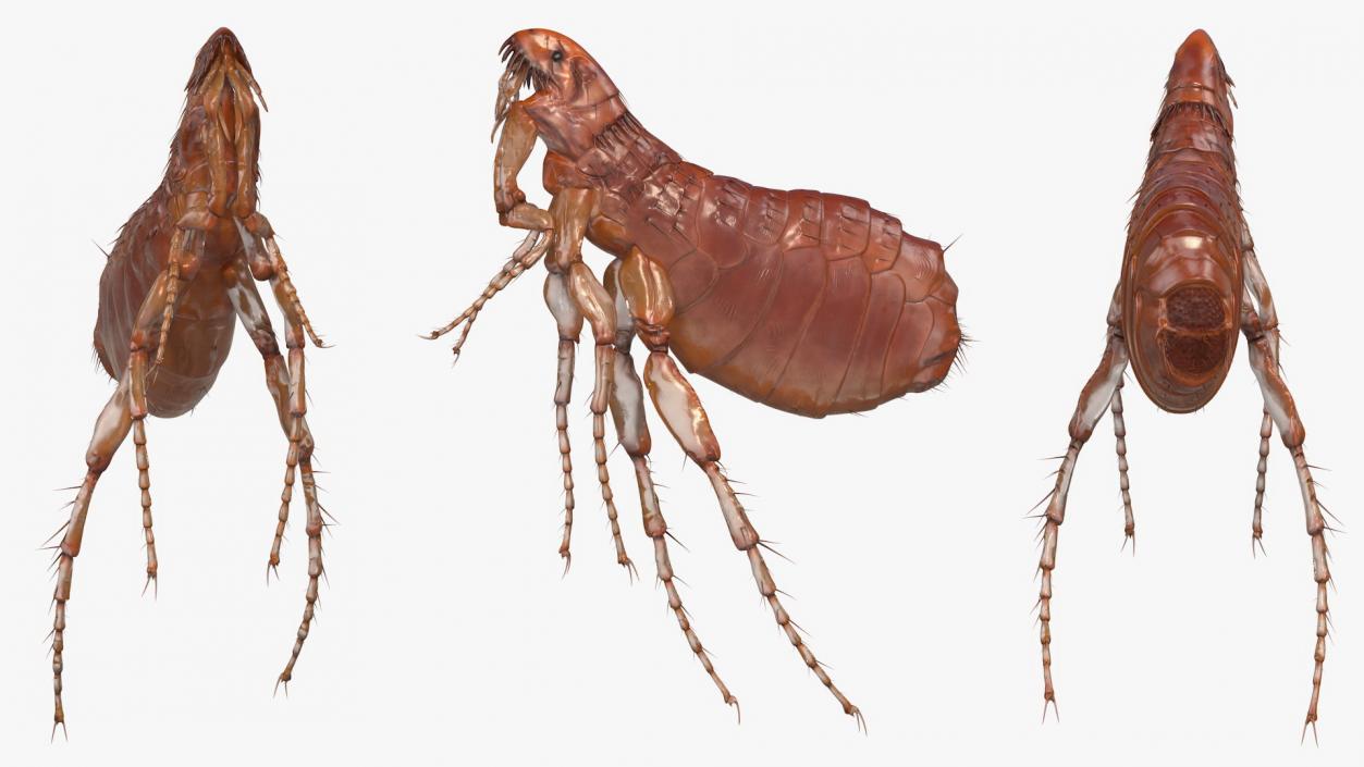 3D Flea Insect Rigged model