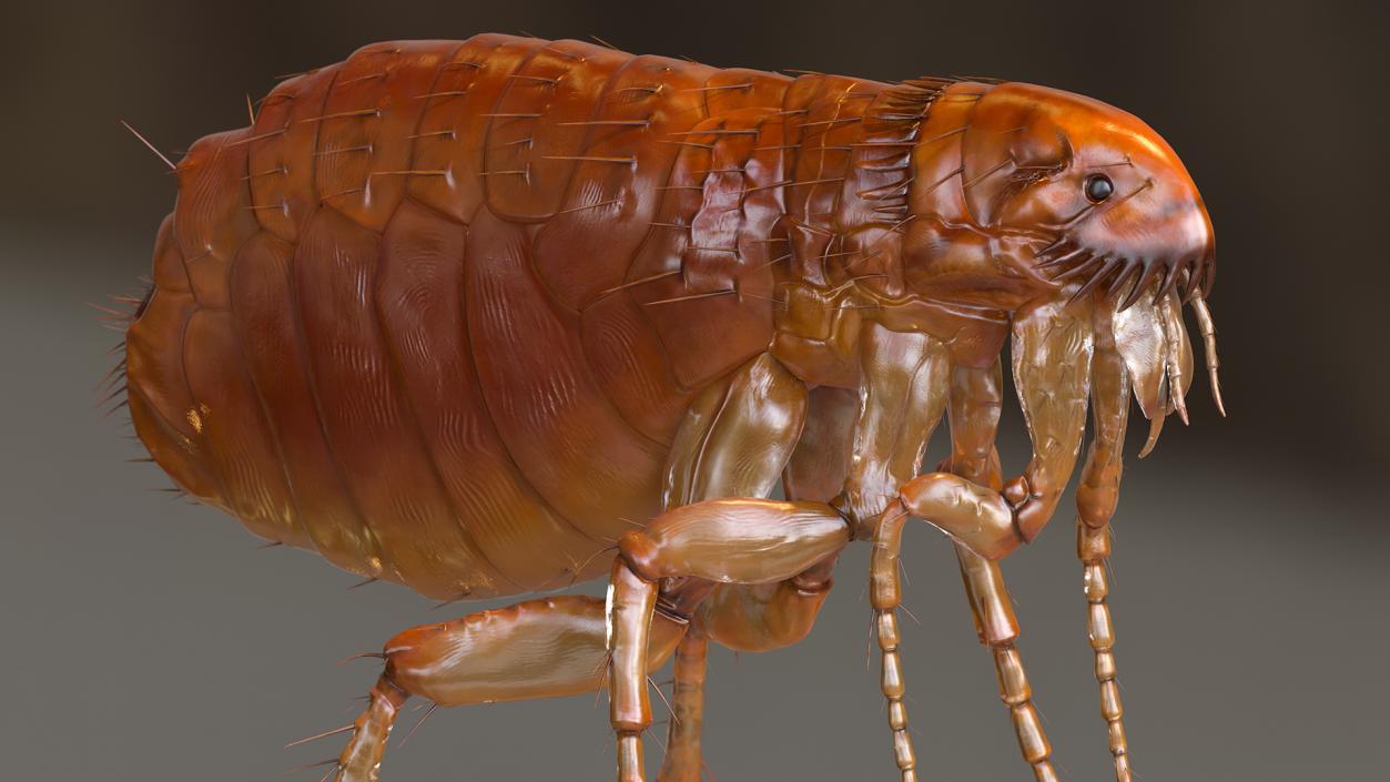 3D Flea Insect Rigged model