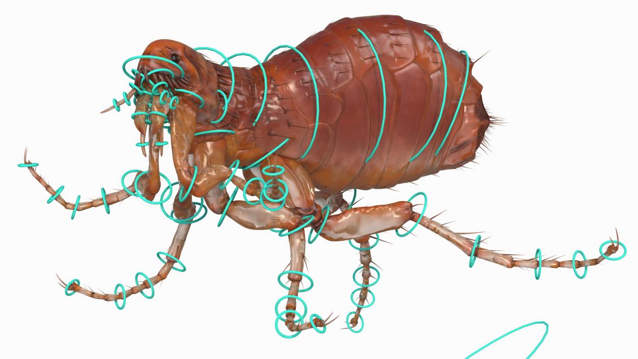 3D Flea Insect Rigged model