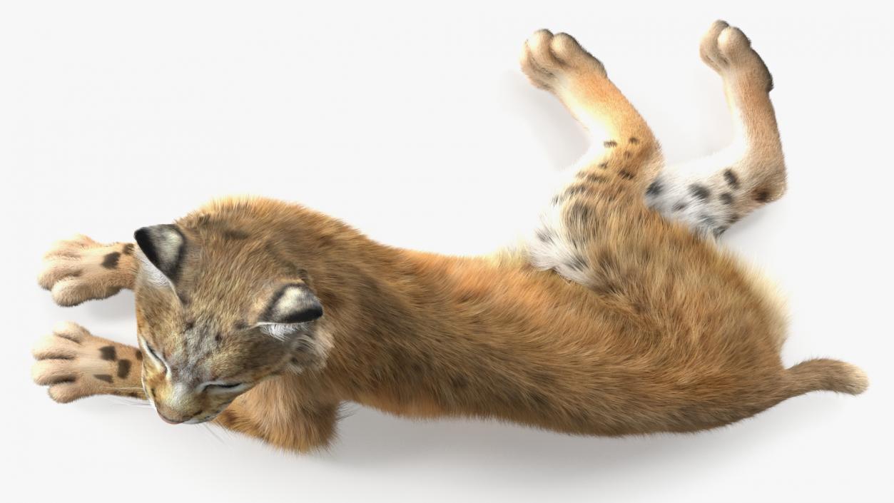 3D Red Lynx Lying Fur model