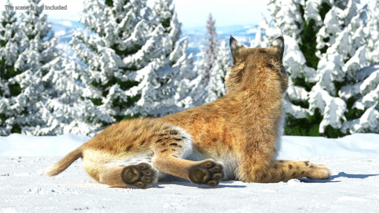 3D Red Lynx Lying Fur model