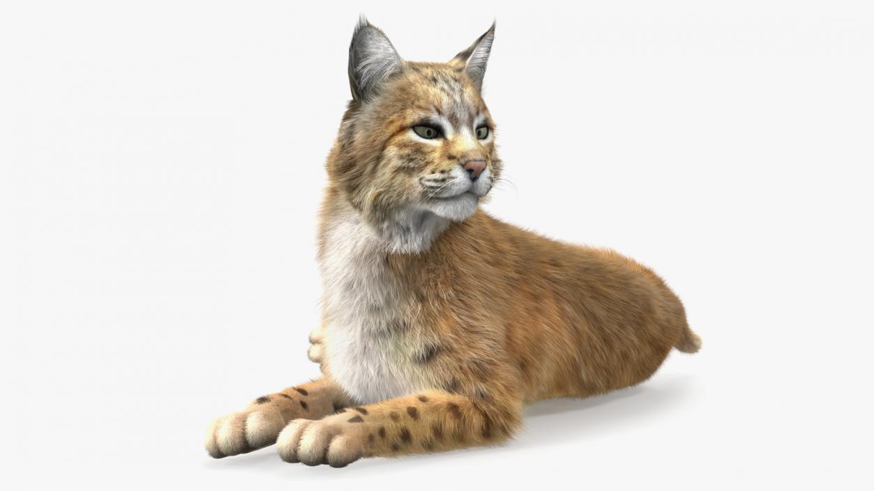 3D Red Lynx Lying Fur model