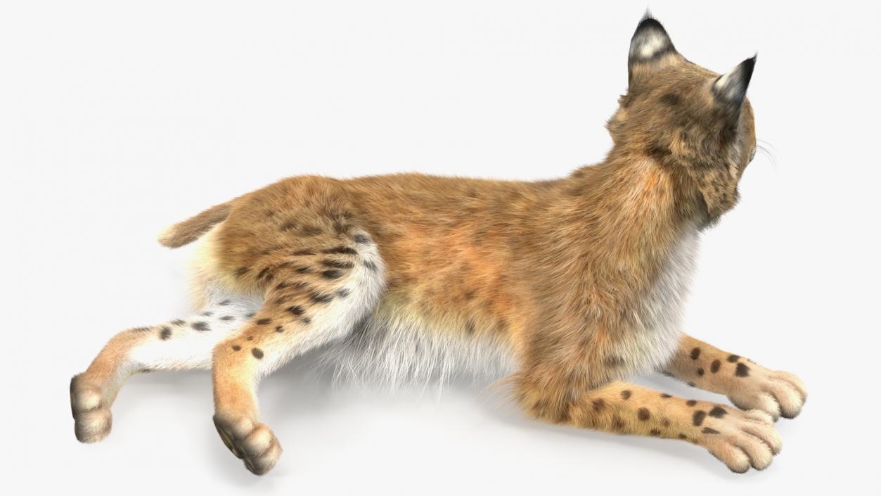 3D Red Lynx Lying Fur model