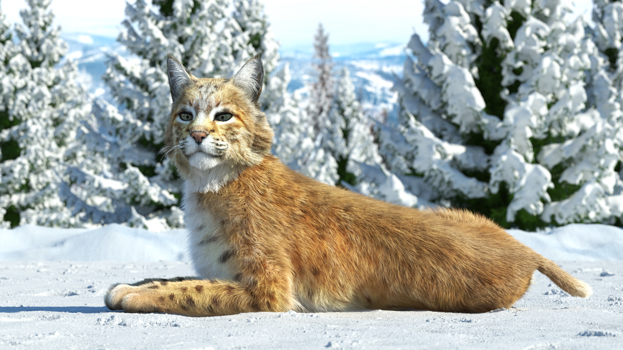 3D Red Lynx Lying Fur model