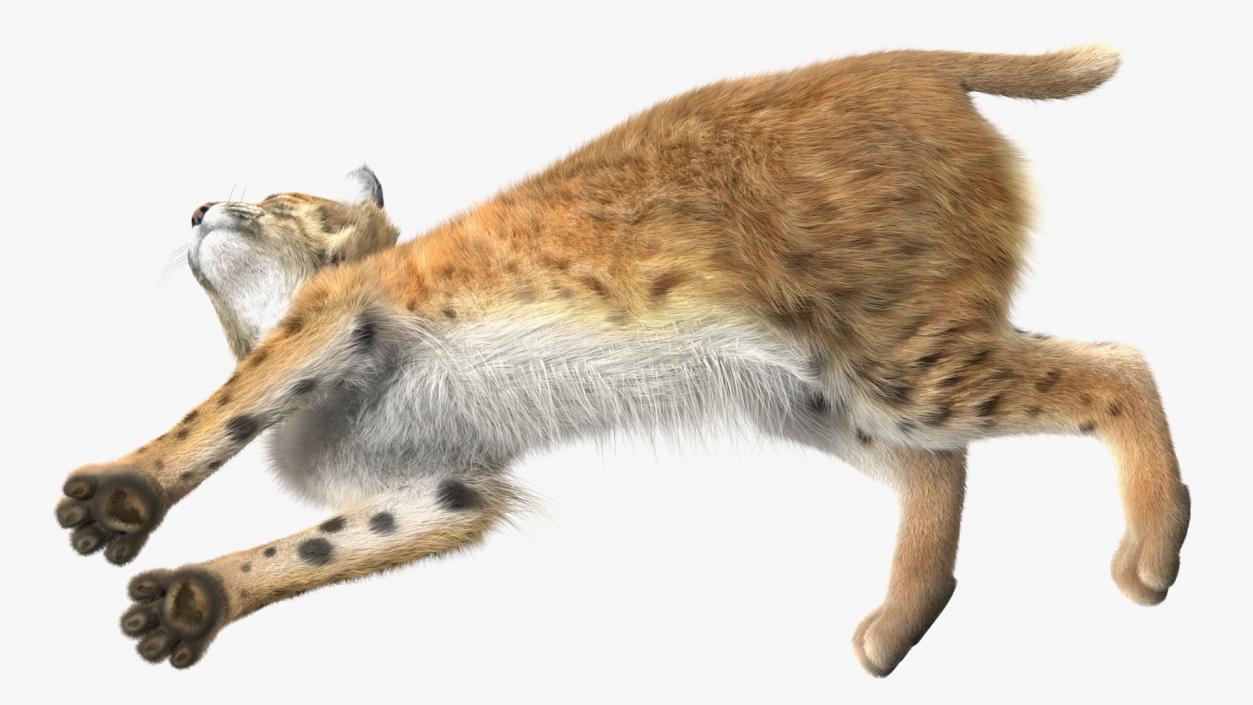 3D Red Lynx Lying Fur model